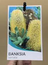 Load image into Gallery viewer, Banksia serrata