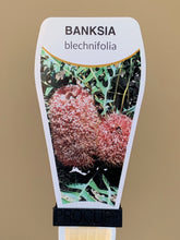 Load image into Gallery viewer, Banksia blechnifolia