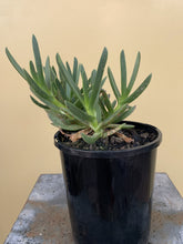 Load image into Gallery viewer, Carpobrotus rossii