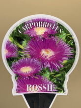 Load image into Gallery viewer, Carpobrotus rossii