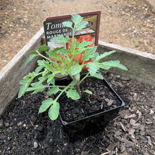 Load image into Gallery viewer, Tomato 'Rouge de Marmande'