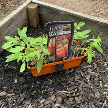 Load image into Gallery viewer, Tomato 'San Marzano'
