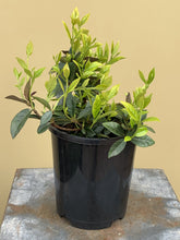 Load image into Gallery viewer, Trachelospermum asiaticum