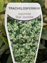 Load image into Gallery viewer, Trachelospermum asiaticum