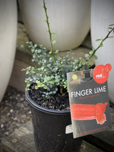 Load image into Gallery viewer, Finger Lime Red 'Red Champagne'