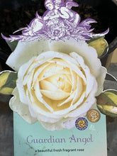 Load image into Gallery viewer, Rose 'Guardian Angel'