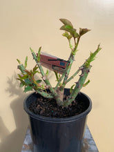 Load image into Gallery viewer, Rose 'Mother's Love'