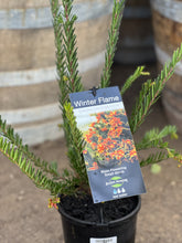 Load image into Gallery viewer, Grevillea 'Winter Flame'
