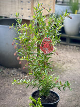 Load image into Gallery viewer, Grevillea 'Lady O'