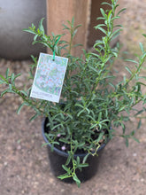 Load image into Gallery viewer, Philotheca myoporoides