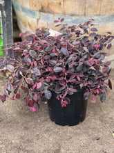 Load image into Gallery viewer, Loropetalum 'Burgundy'