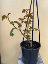 Load image into Gallery viewer, Rose - Climbing 'Pierre de Ronsard'