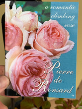Load image into Gallery viewer, Rose - Climbing 'Pierre de Ronsard'