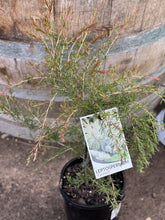 Load image into Gallery viewer, Leptospermum 'Cardwell'