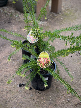 Load image into Gallery viewer, Grevillea 'Hills Jubilee'