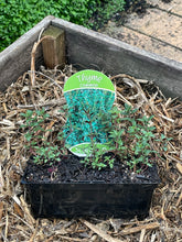 Load image into Gallery viewer, Thyme