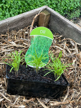 Load image into Gallery viewer, Dill