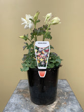 Load image into Gallery viewer, Aquilegia ‘White’