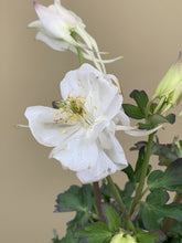 Load image into Gallery viewer, Aquilegia ‘White’