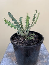 Load image into Gallery viewer, Banksia ashbyi