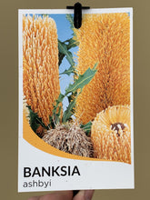 Load image into Gallery viewer, Banksia ashbyi