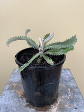 Load image into Gallery viewer, Banksia ornata