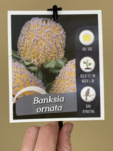 Load image into Gallery viewer, Banksia ornata