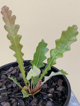 Load image into Gallery viewer, Banksia repens