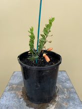 Load image into Gallery viewer, Eremophila maculata 'Apricot form'