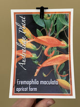Load image into Gallery viewer, Eremophila maculata 'Apricot form'
