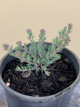 Load image into Gallery viewer, Verticordia plumosa