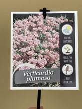 Load image into Gallery viewer, Verticordia plumosa