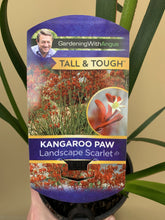 Load image into Gallery viewer, Anigozanthos 'Landscape Scarlet'