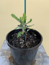 Load image into Gallery viewer, Banksia praemorsa 'Wine Red'