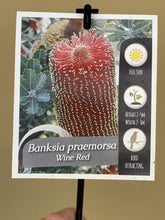 Load image into Gallery viewer, Banksia praemorsa 'Wine Red'