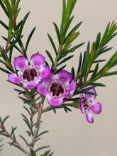 Load image into Gallery viewer, Chamelaucium 'Dee's Delight'