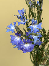 Load image into Gallery viewer, Lechenaultia 'New Moon'