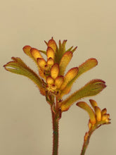 Load image into Gallery viewer, Anigozanthos 'Bush Glow'