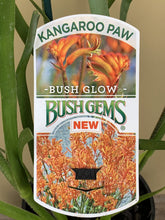 Load image into Gallery viewer, Anigozanthos 'Bush Glow'