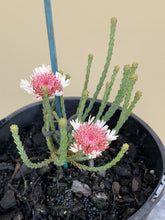 Load image into Gallery viewer, Actinodium cunninghamii