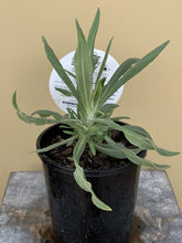 Load image into Gallery viewer, Bracteantha bracteatum 'Dragan Hill White Monarch'