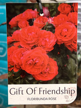 Load image into Gallery viewer, Rose - Floribunda 'Gift of Friendship'