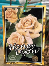 Load image into Gallery viewer, Rose - Hybrid Tea 'Honey Dijon'