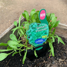 Load image into Gallery viewer, Spinach 'Ironman'