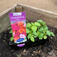 Load image into Gallery viewer, Impatiens 'Mix'