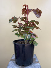 Load image into Gallery viewer, Rose 'Blooming Miracle'