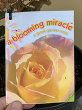 Load image into Gallery viewer, Rose 'Blooming Miracle'