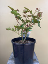 Load image into Gallery viewer, Rose 'Grandma's Rose'