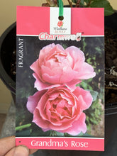 Load image into Gallery viewer, Rose 'Grandma's Rose'