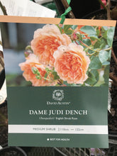 Load image into Gallery viewer, Rose - David Austin 'Dame Judi Dench'